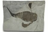 Eurypterus (Sea Scorpion) Fossil - New York #310235-1